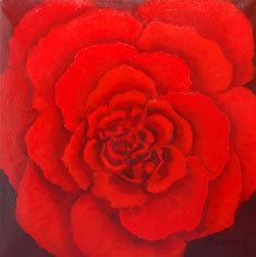 "Rose" - lbild - Online-Galerie Nr.24