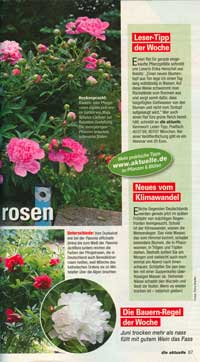 Bauernrosen - 