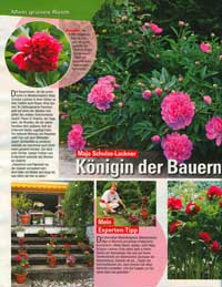 Bauernrosen - 